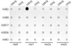 Invitrogen H3R2me1 Recombinant Rabbit Monoclonal Antibody (3Y5F9) 100 &mu;L;