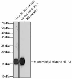Invitrogen H3R2me1 Recombinant Rabbit Monoclonal Antibody (3Y5F9) 100 &mu;L;
