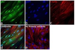 Invitrogen SP1 Recombinant Rabbit Monoclonal Antibody (5I3A8) 100 &mu;L;