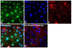 Invitrogen SP1 Recombinant Rabbit Monoclonal Antibody (5I3A8) 100 &mu;L;
