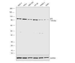 Invitrogen SP1 Recombinant Rabbit Monoclonal Antibody (5I3A8) 100 &mu;L;