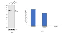 Invitrogen SP1 Recombinant Rabbit Monoclonal Antibody (5I3A8) 100 &mu;L;