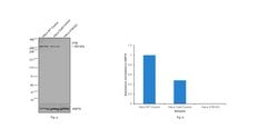Invitrogen ATM Recombinant Rabbit Monoclonal Antibody (6P6C6) 100 &mu;L;