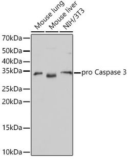 Invitrogen Active/Pro-Caspase 3 Recombinant Rabbit Monoclonal Antibody