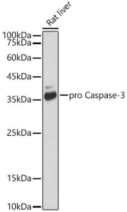 Invitrogen Active/Pro-Caspase 3 Recombinant Rabbit Monoclonal Antibody