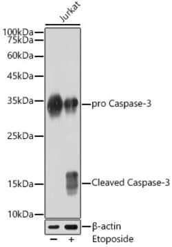 Invitrogen Active/Pro-Caspase 3 Recombinant Rabbit Monoclonal Antibody