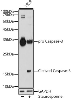Invitrogen Active/Pro-Caspase 3 Recombinant Rabbit Monoclonal Antibody