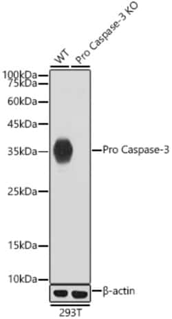 Invitrogen Active/Pro-Caspase 3 Recombinant Rabbit Monoclonal Antibody