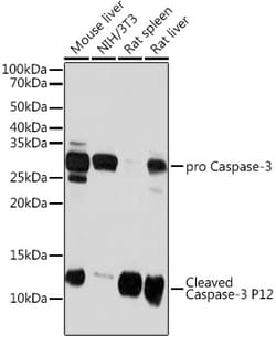 Invitrogen Caspase 3 p12 Recombinant Rabbit Monoclonal Antibody (1P3B3)
