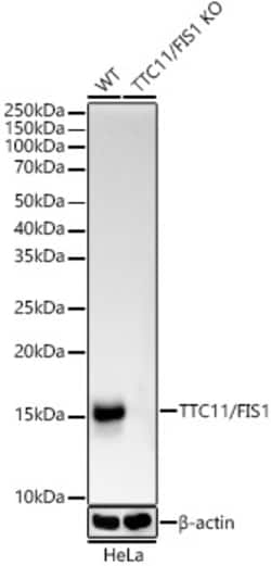 Invitrogen FIS1 Recombinant Rabbit Monoclonal Antibody (6S1G4) 100 &mu;L | Buy Online | Invitrogen&trade; | Fisher Scientific