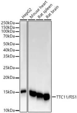 Invitrogen FIS1 Recombinant Rabbit Monoclonal Antibody (6S1G4) 100 &mu;L | Buy Online | Invitrogen&trade; | Fisher Scientific