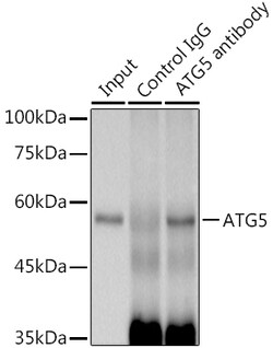 Invitrogen ATG5 Recombinant Rabbit Monoclonal Antibody (8L7X6) 100 &mu;L;