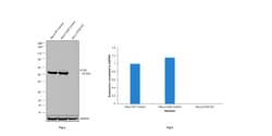 Invitrogen ATG5 Recombinant Rabbit Monoclonal Antibody (8L7X6) 100 &mu;L;