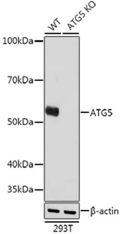 Invitrogen ATG5 Recombinant Rabbit Monoclonal Antibody (8L7X6) 100 &mu;L;