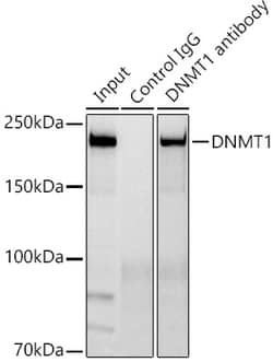 Invitrogen DNMT1 Recombinant Rabbit Monoclonal Antibody (1K5K8) 100 &mu;L;