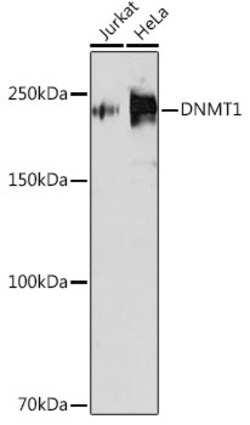 Invitrogen DNMT1 Recombinant Rabbit Monoclonal Antibody (1K5K8) 100 &mu;L;