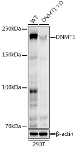 Invitrogen DNMT1 Recombinant Rabbit Monoclonal Antibody (1K5K8) 100 &mu;L;