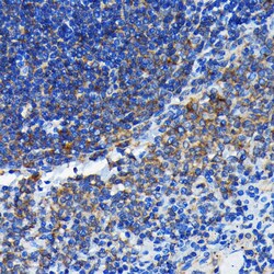 Invitrogen BAX Recombinant Rabbit Monoclonal Antibody (5K8X4) 100 &mu;L;