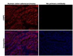 Invitrogen cIAP1 Recombinant Rabbit Monoclonal Antibody (2L0W9) 100 &mu;L;