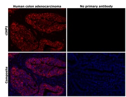 Invitrogen cIAP1 Recombinant Rabbit Monoclonal Antibody (2L0W9) 100 &mu;L;