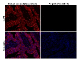 Invitrogen cIAP1 Recombinant Rabbit Monoclonal Antibody (2L0W9) 100 &mu;L;