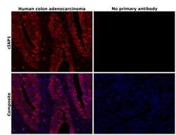 Invitrogen cIAP1 Recombinant Rabbit Monoclonal Antibody (2L0W9) 100 &mu;L;