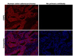Invitrogen cIAP1 Recombinant Rabbit Monoclonal Antibody (2L0W9) 100 &mu;L;