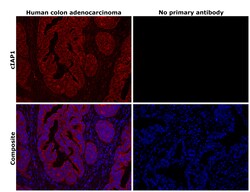 Invitrogen cIAP1 Recombinant Rabbit Monoclonal Antibody (2L0W9) 100 &mu;L;
