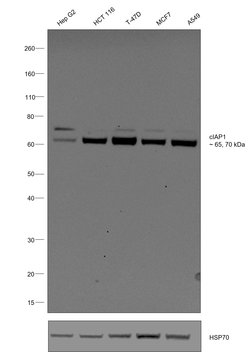 Invitrogen cIAP1 Recombinant Rabbit Monoclonal Antibody (2L0W9) 100 &mu;L;