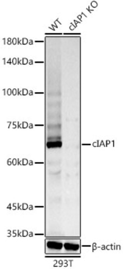 Invitrogen cIAP1 Recombinant Rabbit Monoclonal Antibody (2L0W9) 100 &mu;L;