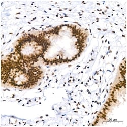 Invitrogen PIM1 Recombinant Rabbit Monoclonal Antibody (4C8D0) 100 &mu;L;