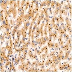 Invitrogen PIM1 Recombinant Rabbit Monoclonal Antibody (4C8D0) 100 &mu;L;