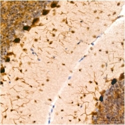 Invitrogen PIM1 Recombinant Rabbit Monoclonal Antibody (4C8D0) 100 &mu;L;
