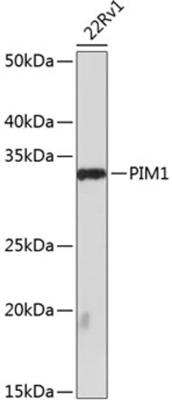 Invitrogen PIM1 Recombinant Rabbit Monoclonal Antibody (4C8D0) 100 &mu;L;