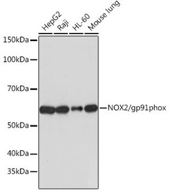 Invitrogen NOX2 Recombinant Rabbit Monoclonal Antibody (2Y8W3) 100 &mu;L;