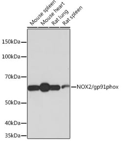 Invitrogen NOX2 Recombinant Rabbit Monoclonal Antibody (2Y8W3) 100 &mu;L;