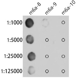 Invitrogen N6-Methyladenosine (m6A) Recombinant Rabbit Monoclonal Antibody