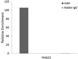 Invitrogen N6-Methyladenosine (m6A) Recombinant Rabbit Monoclonal Antibody