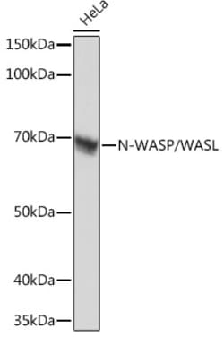 Invitrogen N-WASP Recombinant Rabbit Monoclonal Antibody (4P5M9) 100 &mu;L;