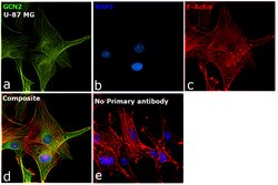 Invitrogen GCN2 Recombinant Rabbit Monoclonal Antibody (1G2Z4) 100 &mu;L;