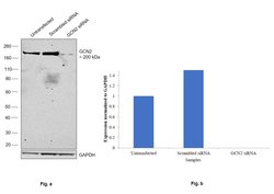 Invitrogen GCN2 Recombinant Rabbit Monoclonal Antibody (1G2Z4) 100 &mu;L;