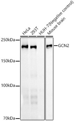 Invitrogen GCN2 Recombinant Rabbit Monoclonal Antibody (1G2Z4) 100 &mu;L;