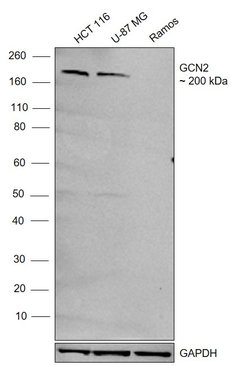 Invitrogen GCN2 Recombinant Rabbit Monoclonal Antibody (1G2Z4) 100 &mu;L;