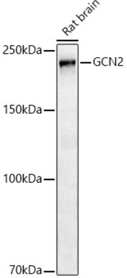 Invitrogen GCN2 Recombinant Rabbit Monoclonal Antibody (1G2Z4) 100 &mu;L;