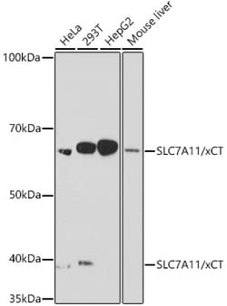 Invitrogen SLC7A11 Recombinant Rabbit Monoclonal Antibody (5P4X4) 100 &mu;L;
