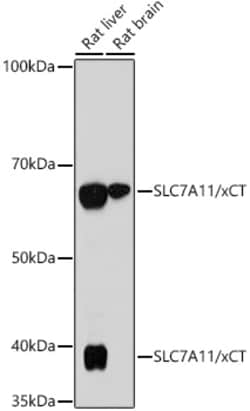 Invitrogen SLC7A11 Recombinant Rabbit Monoclonal Antibody (5P4X4) 100 &mu;L;