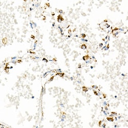 Invitrogen TFAM Recombinant Rabbit Monoclonal Antibody (4H2M9) 100 &mu;L;