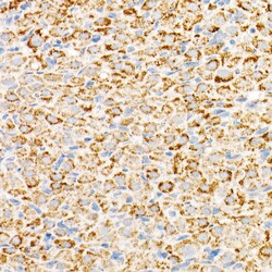 Invitrogen TFAM Recombinant Rabbit Monoclonal Antibody (4H2M9) 100 &mu;L;