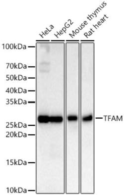 Invitrogen TFAM Recombinant Rabbit Monoclonal Antibody (4H2M9) 100 &mu;L;