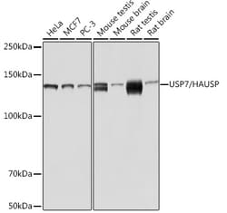 Invitrogen USP7 Recombinant Rabbit Monoclonal Antibody (3J7G1) 100 &mu;L;